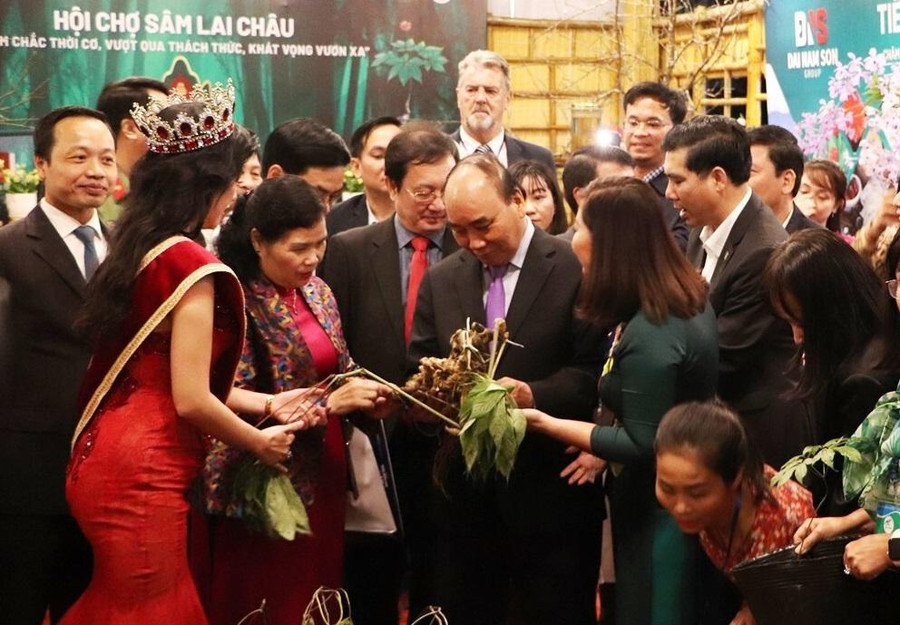 Chủ tịch nước đánh giá Lai Châu có những điều kiện thuận lợi để phát triển cây sâm.