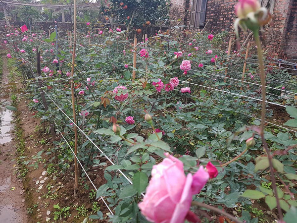 Lúc đầu, bố mẹ phản đối khi Hiên đòi phá vườn để trồng hồng. Thương con, lại xót cả trăm gốc hồng bị xếp xó vì không có chỗ trồng, bố mẹ cô đành chiều theo ý con. Lúc đầu, bố mẹ phản đối khi Hiên đòi phá vườn để trồng hồng. Thương con, lại xót cả trăm gốc hồng bị xếp xó vì không có chỗ trồng, bố mẹ cô đành chiều theo ý con.