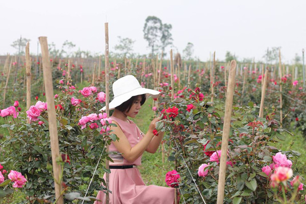 Hiên tìm thấy tình yêu cuộc sống khi có cơ hội tiếp xúc với các loại hoa hồng. Hiên tìm thấy tình yêu cuộc sống khi có cơ hội tiếp xúc với các loại hoa hồng.