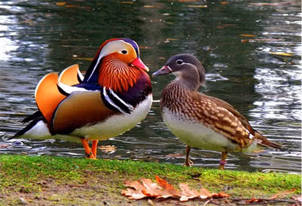 Có một loài vịt đẹp và quý hiếm nhất hành tinh, bạn đã nhìn thấy chưa? 