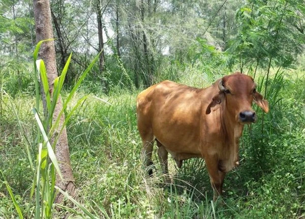 Bí ẩn con bò hoang khiến “đảo quốc sư tử” náo loạn 