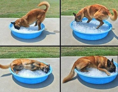 Cách giải nhiệt mùa hè của cún cưng.