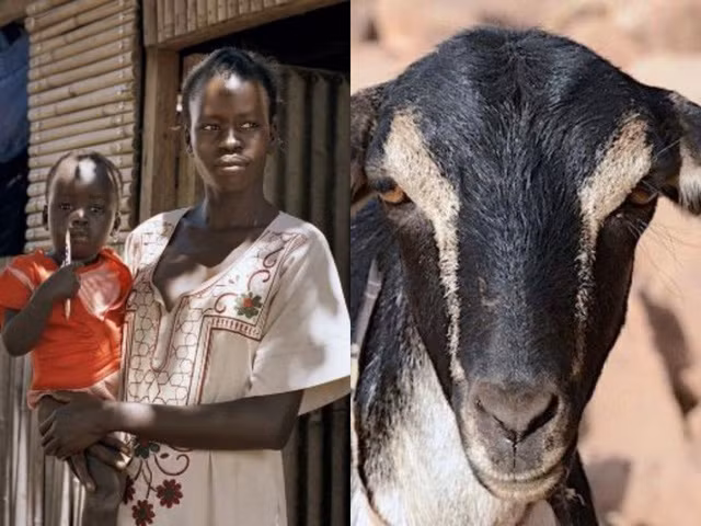 Tại Kenya, 1 cô dâu = 4 con dê?!. Ảnh: Getty.