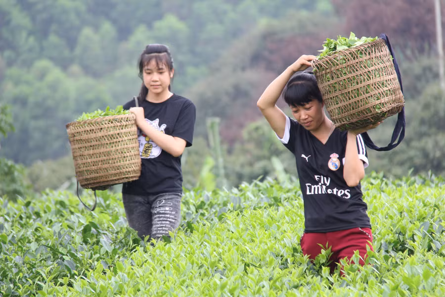 Đổi đời nhờ nông sản