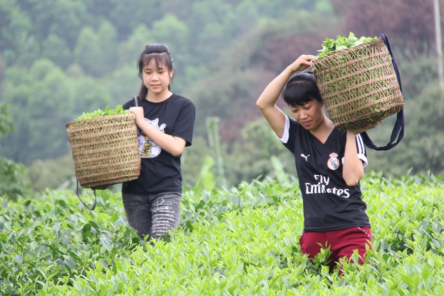 Đổi đời nhờ nông sản