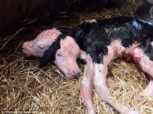 Bê hai đầu mới sinh ở Ba Lan