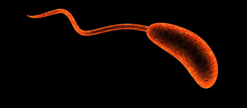 11 can benh do nguon nuoc o nhiem gay ra hinh 8