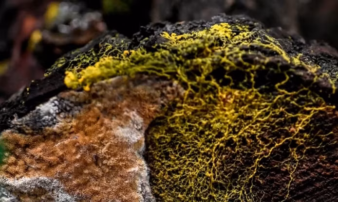 Blob là một sinh vật đơn bảo bí ẩn.