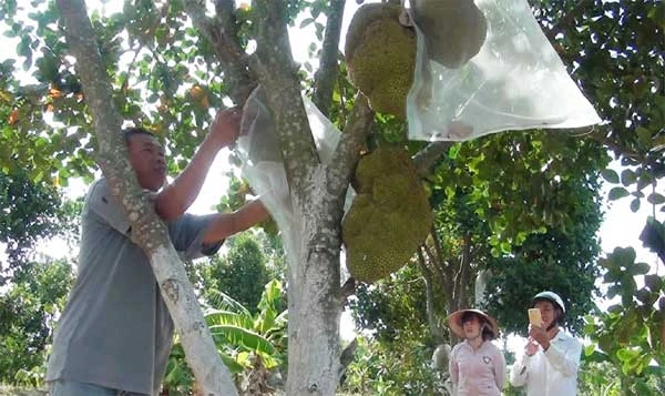 Mô hình trồng mít không hạt của anh Nguyễn Văn Út ở thôn Tân Yên, xã Ea Ly (huyện Sông Hinh). Ảnh: Văn Thùy.