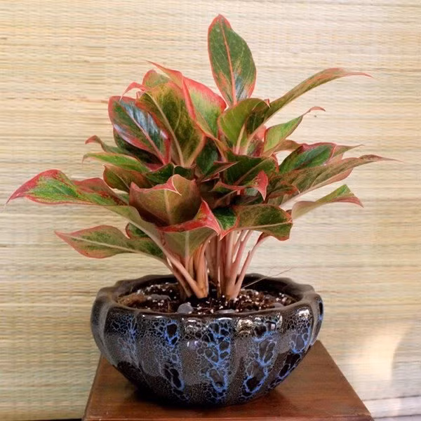 6 loai cay vua hut kiet buc xa lai dai phu, dai quy, dat dau tien chay ngay ve do - 4