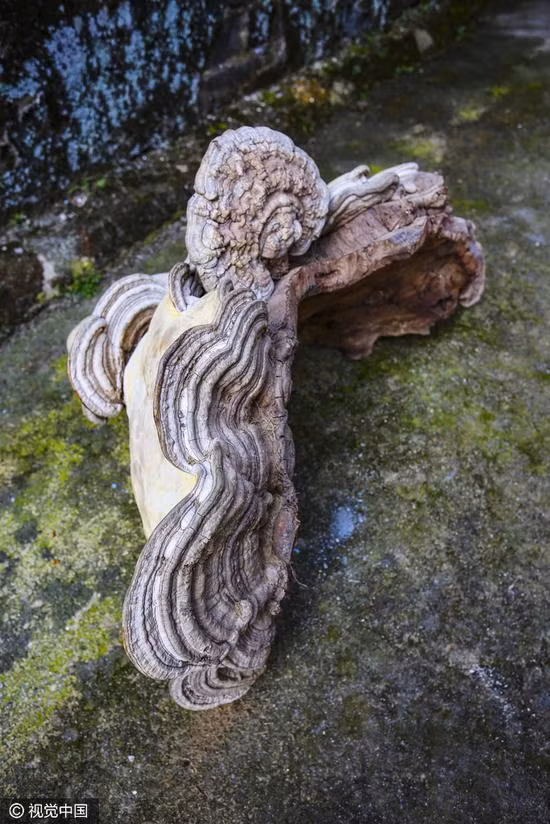 choang voi cay nam linh chi khong lo moi phat hien o tq hinh anh 5