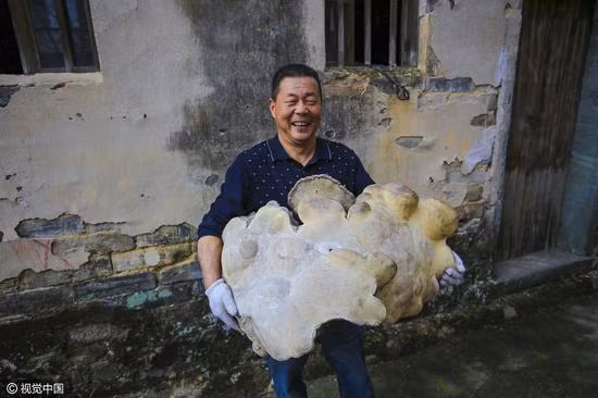 choang voi cay nam linh chi khong lo moi phat hien o tq hinh anh 2