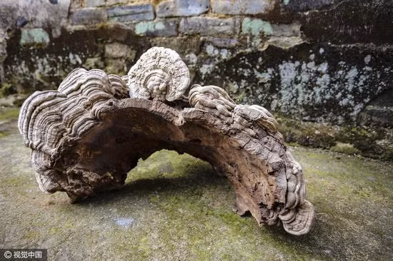 choang voi cay nam linh chi khong lo moi phat hien o tq hinh anh 4