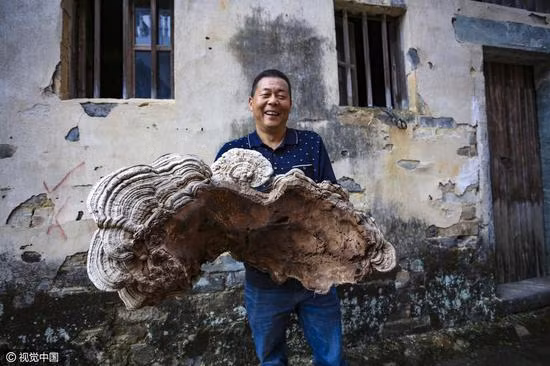 choang voi cay nam linh chi khong lo moi phat hien o tq hinh anh 1