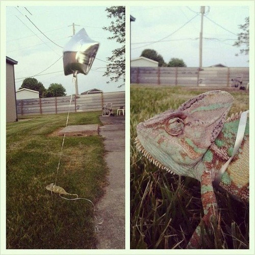 Bí kíp giúp kỳ nhông khỏi lạc. Bí kíp giúp kỳ nhông khỏi lạc.