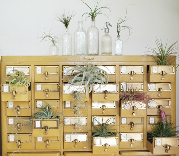 bí quyết mang cây xanh vào nhà