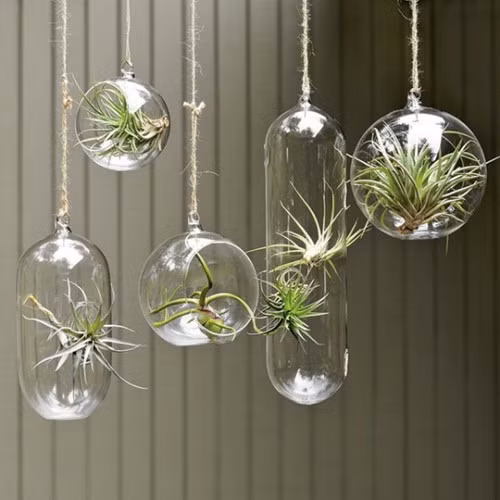 mang cây xanh vào nhà