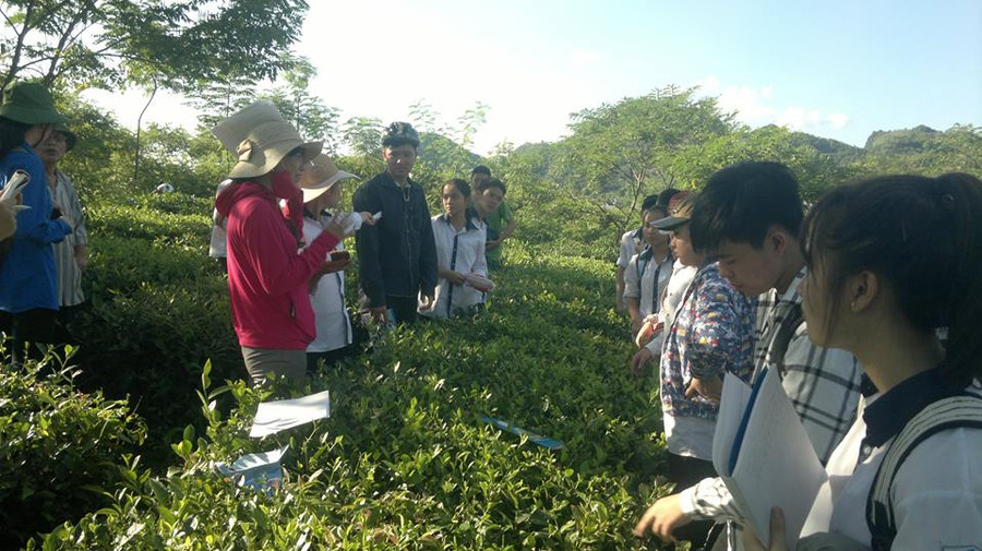 Giờ thực hành ở nông trường chè