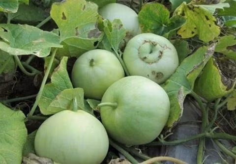 Bí quyết chọn dưa lê không hóa chất