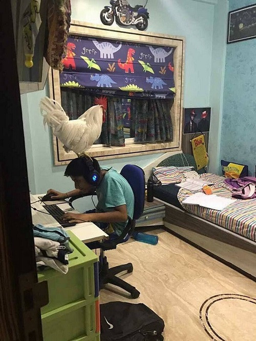 Đội gà trên đầu để khỏi gà mờ. Đội gà trên đầu để khỏi gà mờ.