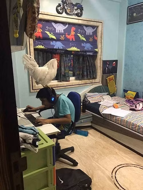 Đội gà trên đầu để khỏi gà mờ.