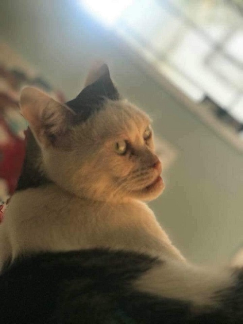 Góc nghiêng thần thánh. Góc nghiêng thần thánh.