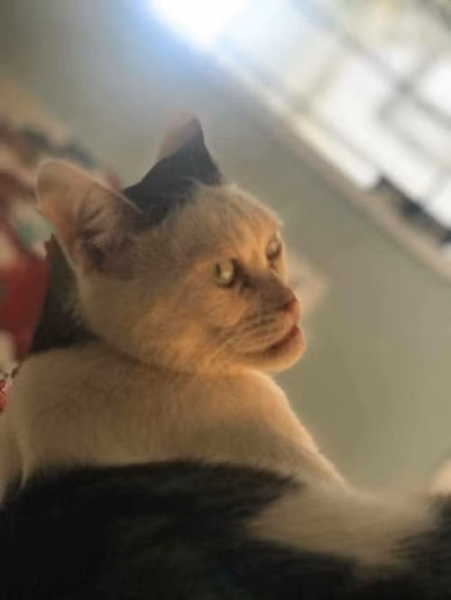 Góc nghiêng thần thánh.