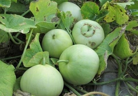 Bí quyết chọn dưa lê không hóa chất Bi quyet chon dua le khong hoa chat