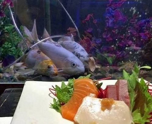 Phim kinh dị của loài cá.