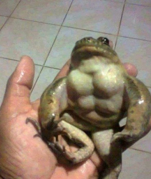 Ếch lực sĩ.