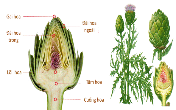 Atiso gắn liền với xu hướng sống xanh