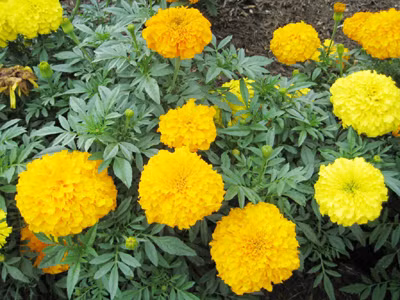 Cúc vạn thọ làm thuốc