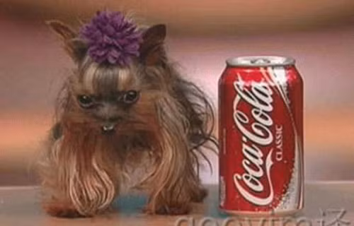 Nàng khuyển nhỏ nhất thế giới. nhung-thu-nho-nhat-tren-the-gioi-5