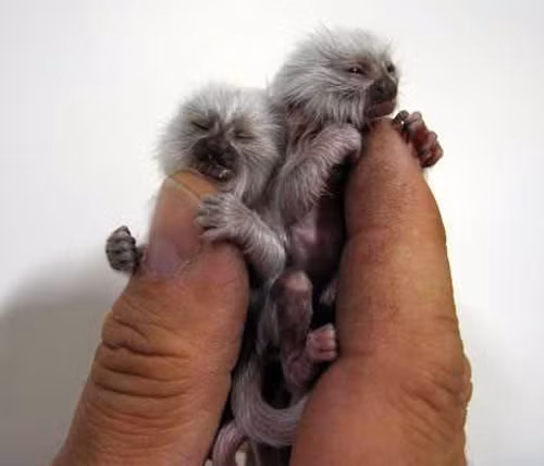 Loài khỉ Marmosets pygmy được tìm thấy trong rừng nhiệt đới của Brazil, Ecuador, Peru và Columbia. Chúng chỉ nặng 130gr, dài 5-6inch (tương đương 12-15cm). nhung-thu-nho-nhat-tren-the-gioi-1