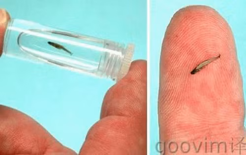 Loài cá này có tên là Paedocypris progenetica, được phát hiện tại đảo Sumatra, Indonesia. Chúng thuộc họ cá chép, là loài cá có xương sống nhỏ nhất thế giới với kích thước vô cùng khiêm tốn chỉ 7,9mm. nhung-thu-nho-xiu-kho-tin-tren-khap-the-gioi-5