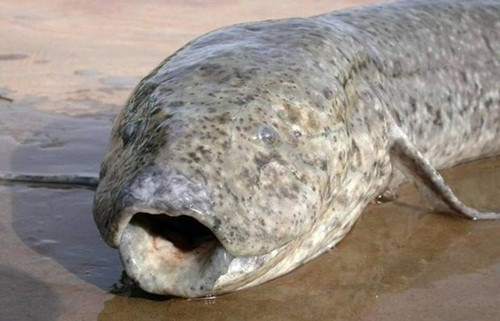 Cá phổi châu Phi là loài cá ăn thịt. Khi đồng bằng ngập lũ khô cạn, cá tiết ra một chất nhờn mỏng giúp chúng tồn tại trong khoảng một năm. Tuy nhiên, khi lượng mưa thay đổi do biến đổi khí hậu và hạn hán kéo dài, cá phổi châu Phi không còn khả năng sống sót. Ảnh:Timo Moritz 10-6793-1427444141.jpg