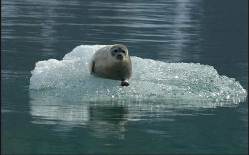 Hải cẩu đeo vòng (Ringed seal) sinh sống tại khu vực đóng băng trên biển quanh năm ở BắcCực. Diện tích nơi đây đang bị thu hẹp nhanhdo hiện tượng băng tan. Hải cẩu được sinh ra trong băng tuyết, giao phối dưới lớp băng biển, tìm kiếm thức ăn và sử dụng băng biển để nghỉ ngơi. Ảnh:Kit Kovacs 3-PNG-8035-1427444140.png
