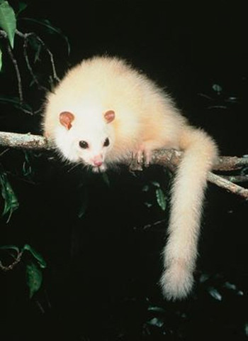 Loài Lemuroid Ringtail Possum chỉ sinh sống trong rừng mưa nhiệt đới ở Khu vực Di sản Thế giới Nhiệt đới ẩm Australia. Chúng không thể chịu được nhiệt độ lớn hơn 28 độ C và nhạy cảm với sóng nhiệt. Theo dự báo của các nhà khoa học, những con vật màu trắng quý hiếm này sẽ biến mất trong thế kỷ 21. Ảnh:Mike Trenerry 2-9423-1427444141.jpg