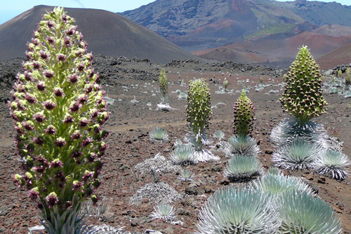 Cây kiếm bạc chỉ sinh sống trên núi lửa không hoạt động Haleakala thuộc đảo Maui, quầnđảo Hawaii. Sự biến đổi hình thái thời tiết như gia tăng nhiệt độ, giảm lượng mưa đang làm những cây trưởng thành chết đi. Ảnh:Haleakala Ranger 7-3471-1427444141.jpg