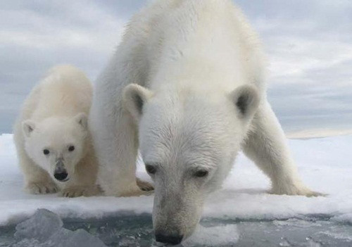Số lượng gấu Bắc Cực ở Alaska và Canada đã giảm gần một nửa. Băng trên biển trở nên mỏng hơn khiến chúng gặp nhiều khó khăn khi săn bắt hải cẩu làm thức ăn. Ảnh:CBS/Discovery 11-6440-1427444141.jpg
