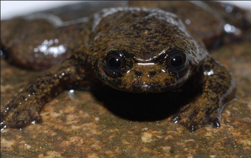 Loài ếch ếch Lungless sống ở những dòng sông, suối lạnh chảy nhanh ở Indonesia. Khi nước ấm hơn và lượng oxy giảm xuống, chúng không thể cư trú được nữa. Biến đổi khí hậu gây ra nhiều lũ lụt và hạn hán, làm ảnh hưởng đến loài này. Ảnh:David Bickford 4-PNG-8848-1427444141.png