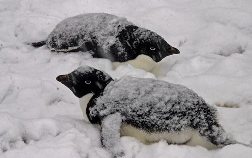Nóng lên toàn cầu làm biến dạng bờ biển Nam Cực. Chim cánh cụt Adelie có thể là một trong nhiều loài phải hứng chịu tác động đó. Mức độ bao phủ băng trên biển thu hẹp gây ảnh hưởng đến quá trình di cư hàng năm và sự sống sót của các cá thể trong mùa đông. Lượng tuyết rơi lớnhơn có thể làm giảm bớt số lượng vị trí làm tổ phù hợp. Ảnh:Ben Lascelles 8-6280-1427444141.jpg
