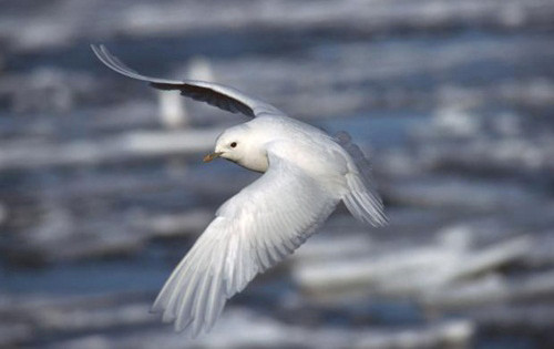 Số lượng chim hải âu tại vùng cực ở Canada đã giảm 80%. Hiện tượng nóng lên toàn cầu khiến môi trường sống và khu vực tìm kiếm thức ăn của chúng bị thu hẹp nhanh chóng. Ảnh:Bjorn Frantzen 1-4981-1427444140.jpg