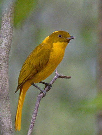 Chim Bowerbird được tìm thấy trong các khu rừng mưa ở Queensland, Australia. Nhiệt độ ấm lên khiến chúng phải di chuyển đến những nơi cao hơn ở vùng núi. Giới khoa học dự báo, loài chim này sẽ dần biến mất khỏi môi trường sống. Ảnh:Con Foley 6-4606-1427444141.jpg