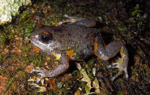 Ếch Elegant chỉ sống trên một đỉnh núi duy nhất trong khu rừng mưa nhiệt đới ẩm ở Australia. Chúng đẻ trứng trong đống lá rụng và trứng nở trực tiếp thành ếch nhỏ. Khi mùa khô kéo dài hơn và khắc nghiệt hơn, lượng mưa giảm xuống, loài này sẽ gặp nhiều khó khăn để tồn tại và phát triển. Ảnh:Stephen Williams 9-1739-1427444141.jpg