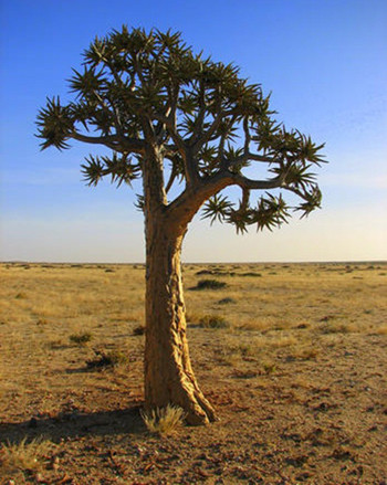 Cây Quiver ở Namibia và Northern Cape, Nam Phi, phát triển mạnh trong điều kiện khí hậu sa mạc và bán sa mạc. Cây có lá mọng nước và một hệ thống dự trữ nước, giúp chúng thích nghi với điều kiện sống. Ảnh:Wendy Foden 5-7937-1427444141.jpg