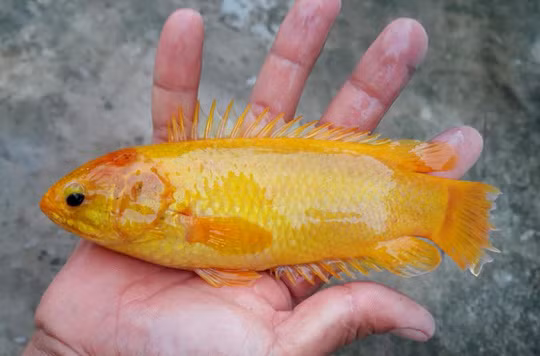 Người dân bắt được cá rô đồng vàng óng