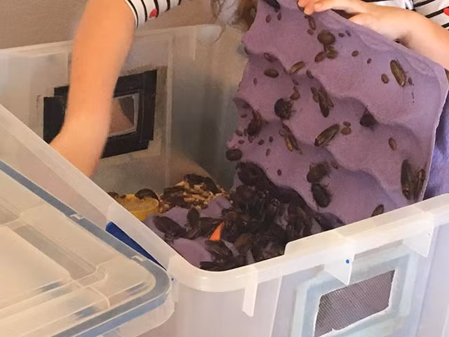 Kinh ngạc bé gái 8 tuổi nuôi hàng nghìn con gián làm thú cưng - Ảnh 7.