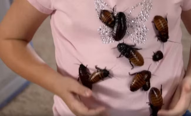 Kinh ngạc bé gái 8 tuổi nuôi hàng nghìn con gián làm thú cưng - Ảnh 4.