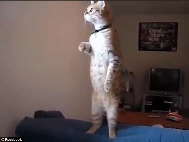 Mèo đứng thẳng như người nhìn xa xăm ra ngoài cửa sổ 